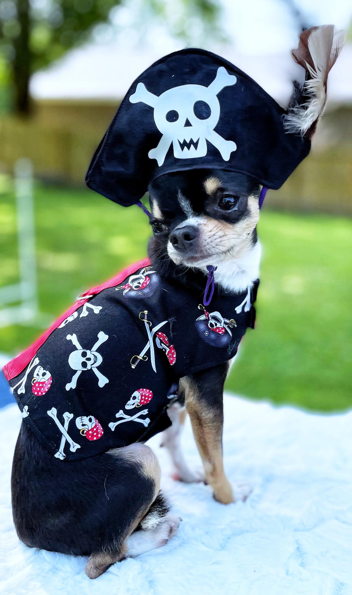 Teacup clothing, dog dress, puppy dress, teacup outfit, teacup harness, tiny dog clothes, cat clothing, cat dress, Guinea pig clothing, Puppy harness, Dog harness, Pirate costume for dogs