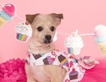 Dog Pet Dress Harness Tutu Teacup Cupcakes Pet Clothing  Leash ring Next Day Shipping