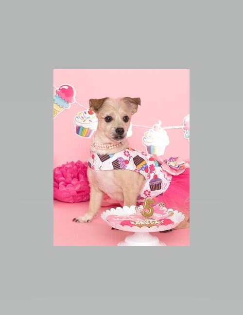 Dog Pet Dress Harness Tutu Teacup Cupcakes Pet Clothing  Leash ring Next Day Shipping
