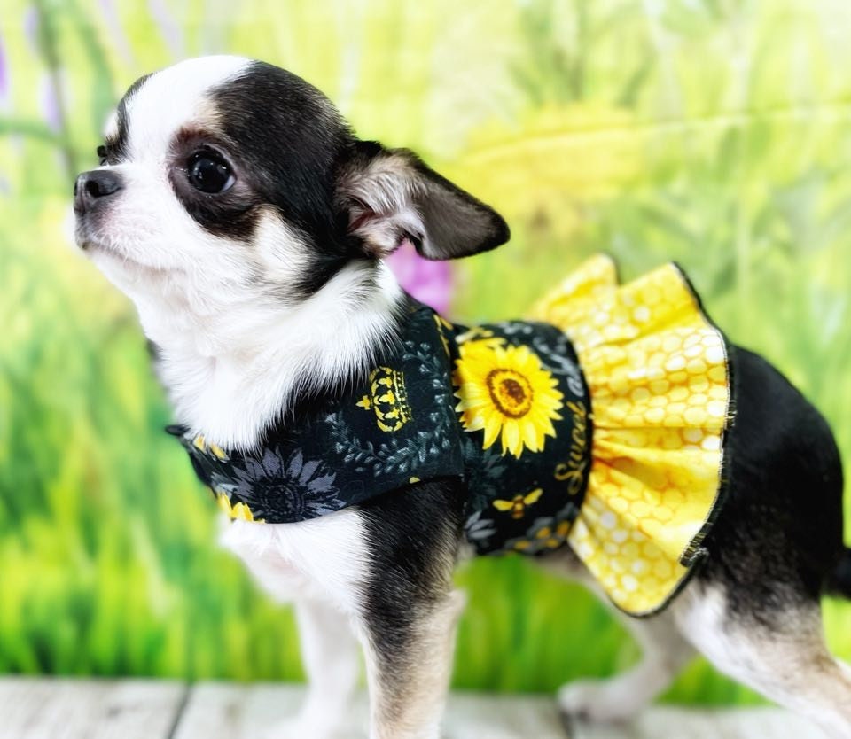 Dog Cat Pet Ruffle Harness Vest Sunflowers Queen Bee Washable Next Day Shipping