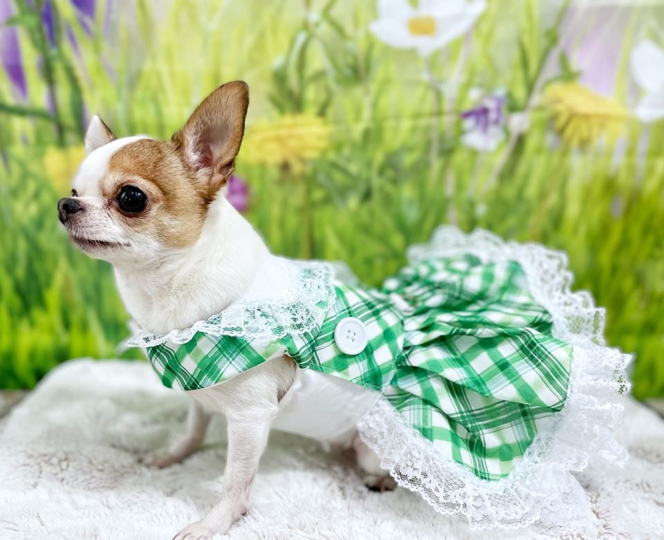 Dog Cat Pet Teacup Dress Harness Green Plaid St. Patrick's Day Fancy Pet Clothing Next Day Shipping